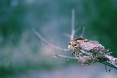 枯葉と新芽