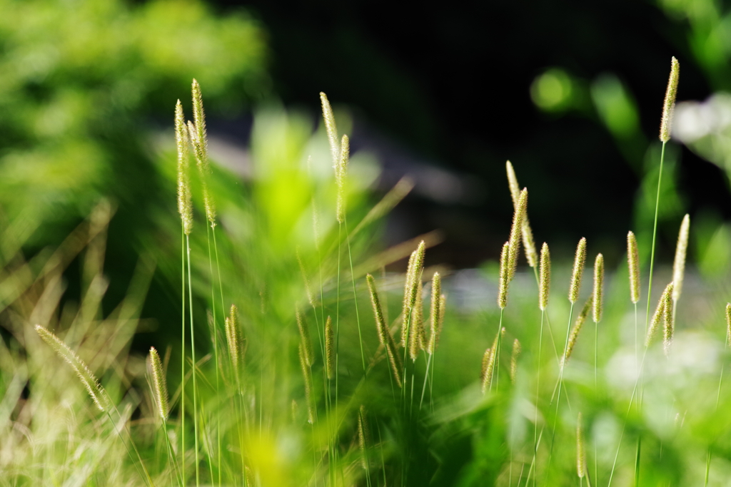 ７月のネコジャラシ