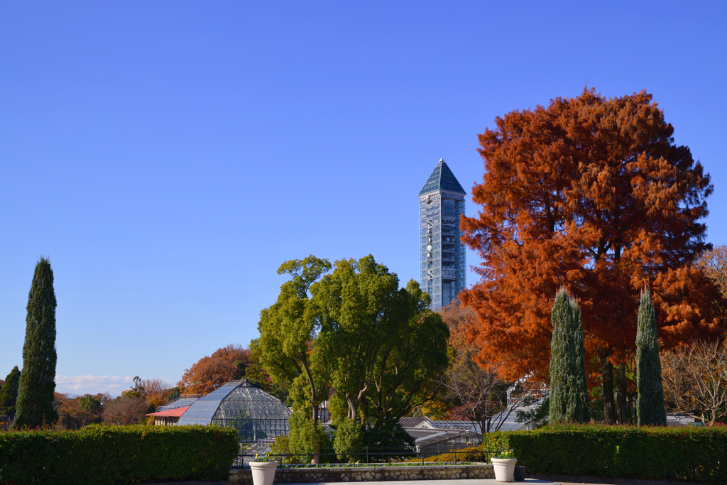 秋のスカイタワー