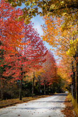 モミジバフウ並木