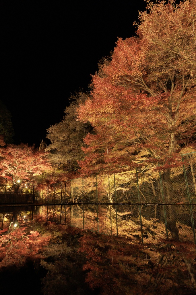 岩屋堂公園2025 紅葉ライトアップ1