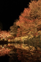 岩屋堂公園2025 紅葉ライトアップ1