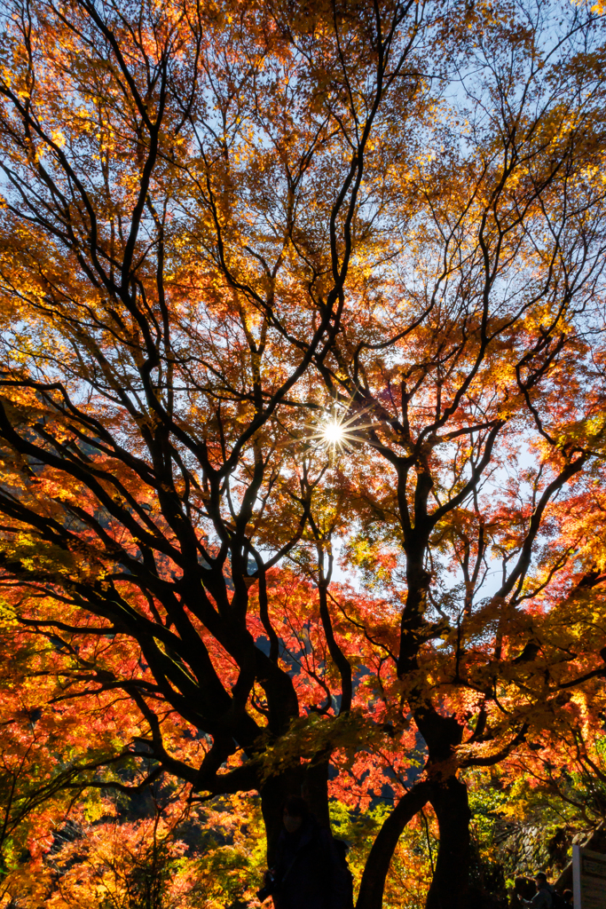愛岐トンネルの大モミジ
