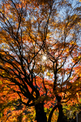 愛岐トンネルの大モミジ