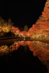 岩屋堂公園2025 紅葉ライトアップ2