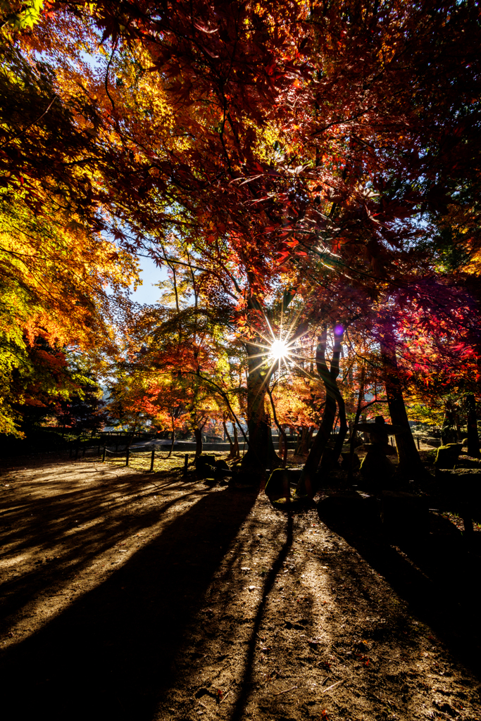 曽木公園2025 光条もみじ