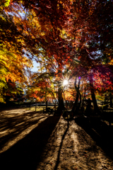 曽木公園2025 光条もみじ