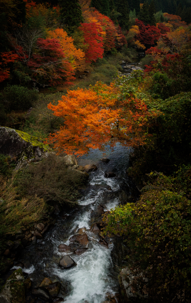 大井平公園の紅葉