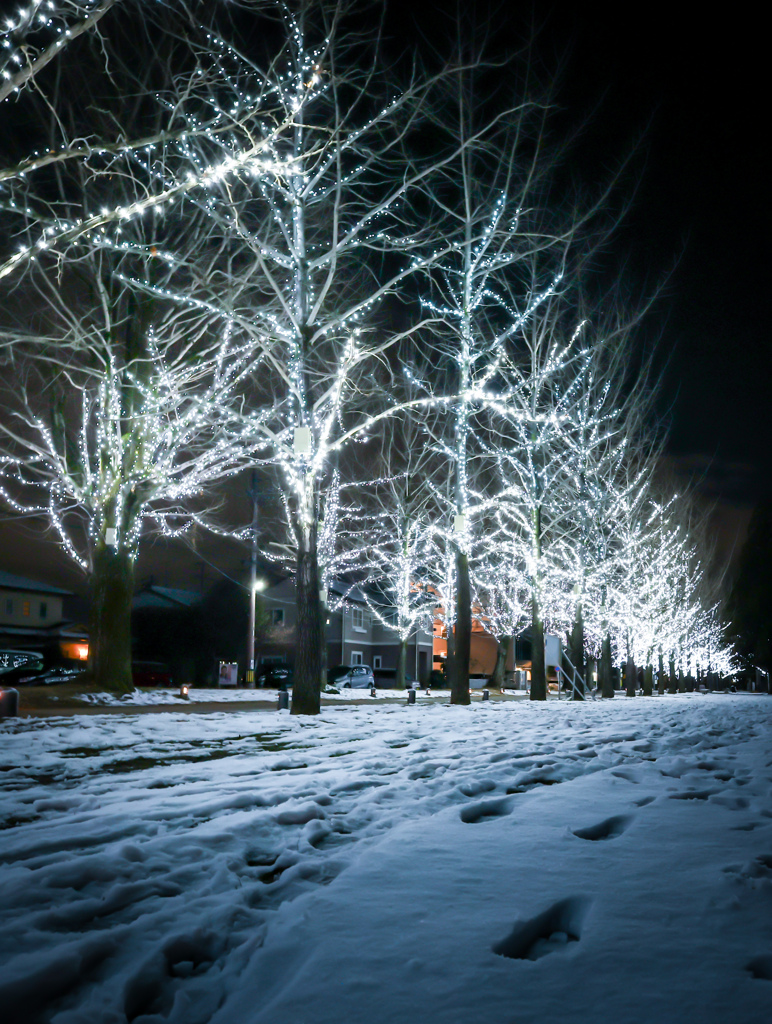 雪のイルミネーション並木