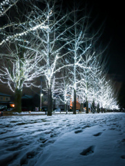 雪のイルミネーション並木