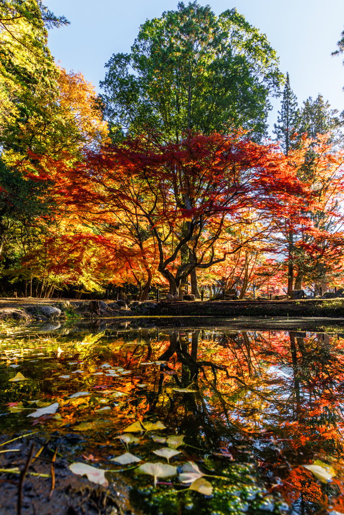 曽木公園2025 紅葉リフレクション