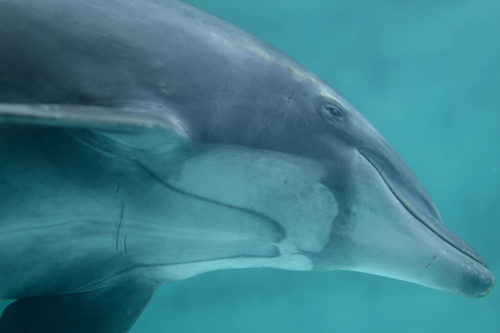 バンドウイルカ