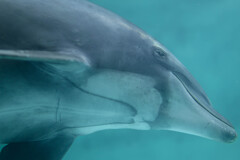 バンドウイルカ