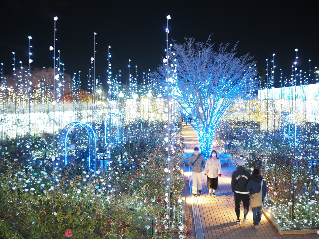 イルミネーション