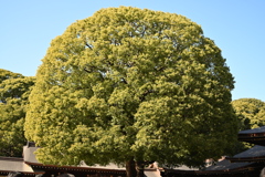 初詣：明治神宮_１４