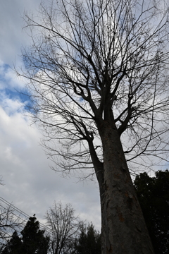 お散歩途中の公園_１４