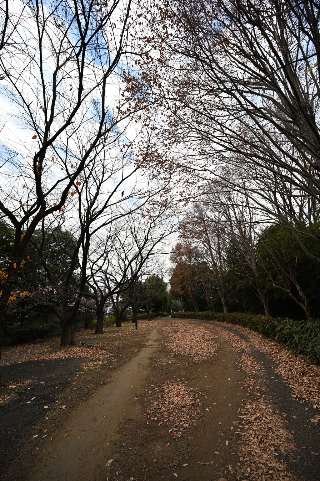 お散歩途中の公園_１１