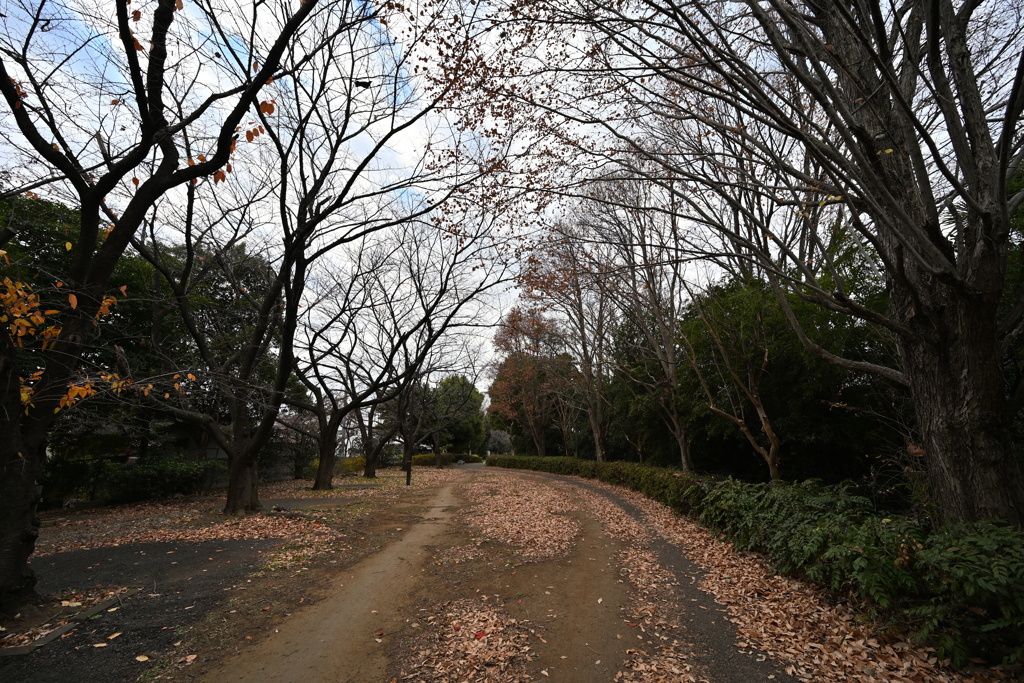 お散歩途中の公園_１０