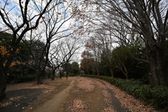 お散歩途中の公園_１０