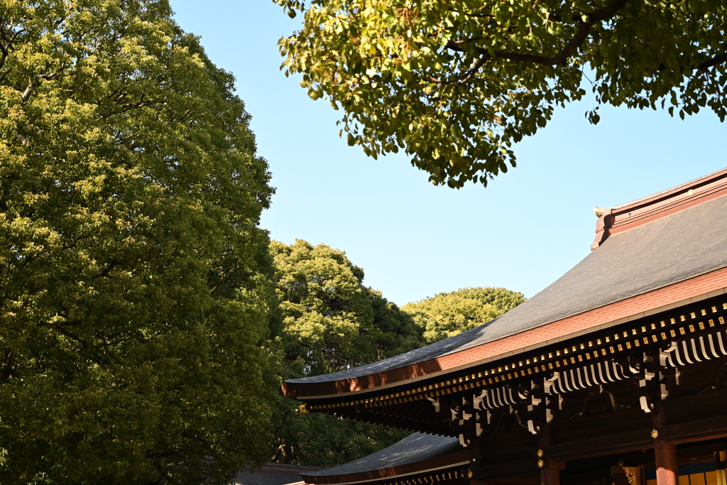 初詣：明治神宮_１５