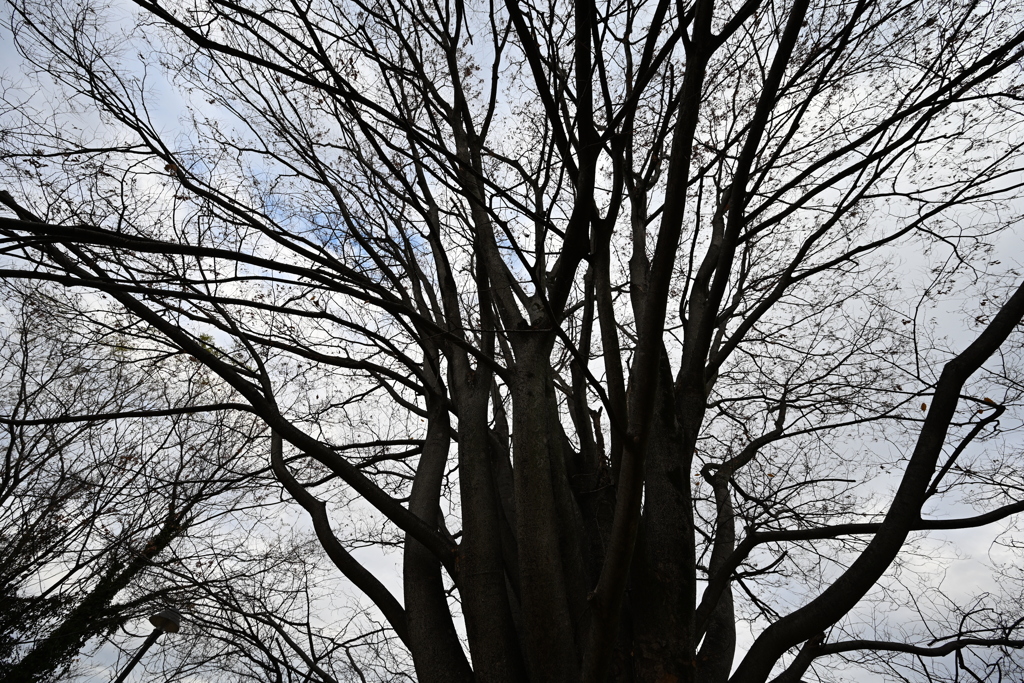 お散歩途中の公園_１５