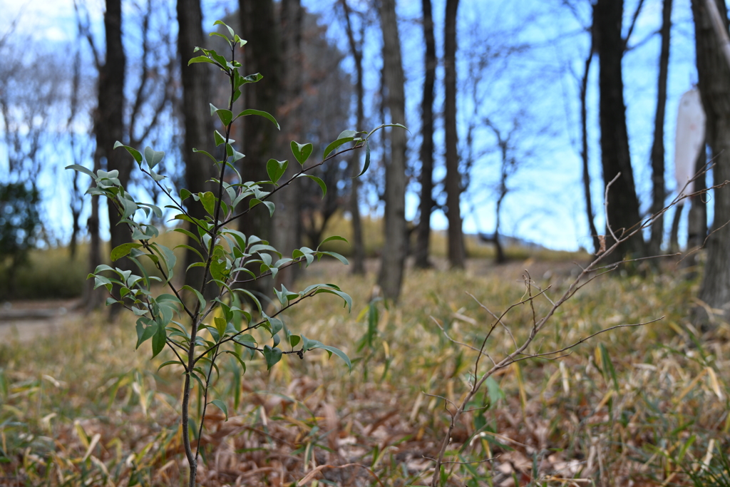 発表会会場周辺の風景_０８