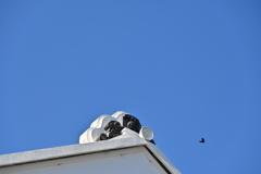 旧渋沢邸「中の家」_０８