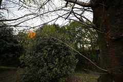 お散歩途中の公園_１８