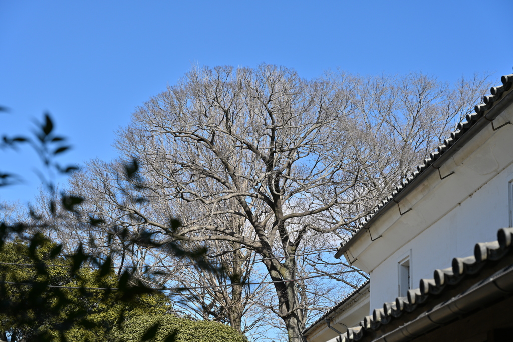 旧渋沢邸「中の家」_１１