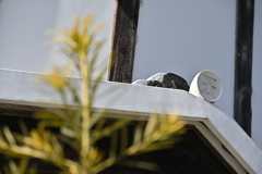 旧渋沢邸「中の家」_０９