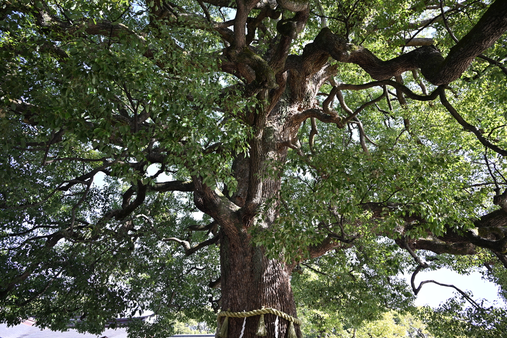 初詣：明治神宮_１７