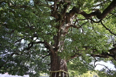 初詣：明治神宮_１７