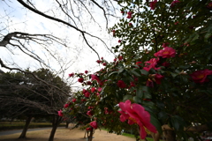 お散歩途中の公園_１７