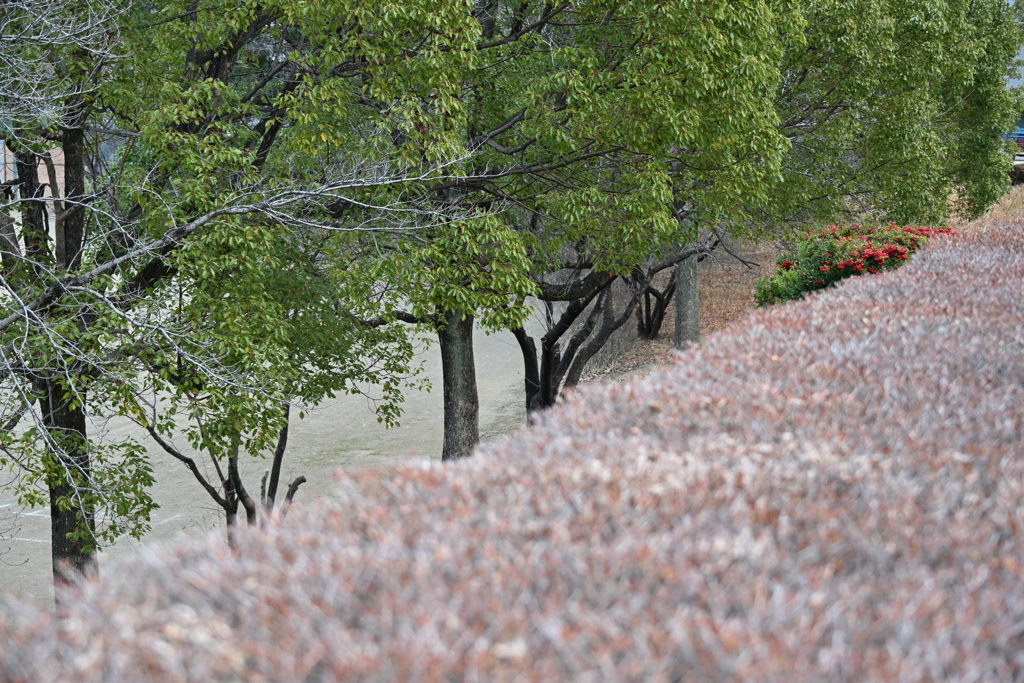 発表会会場付近の風景_１９