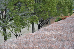 発表会会場付近の風景_１９