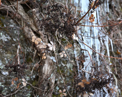 枯れたヤマアジサイ