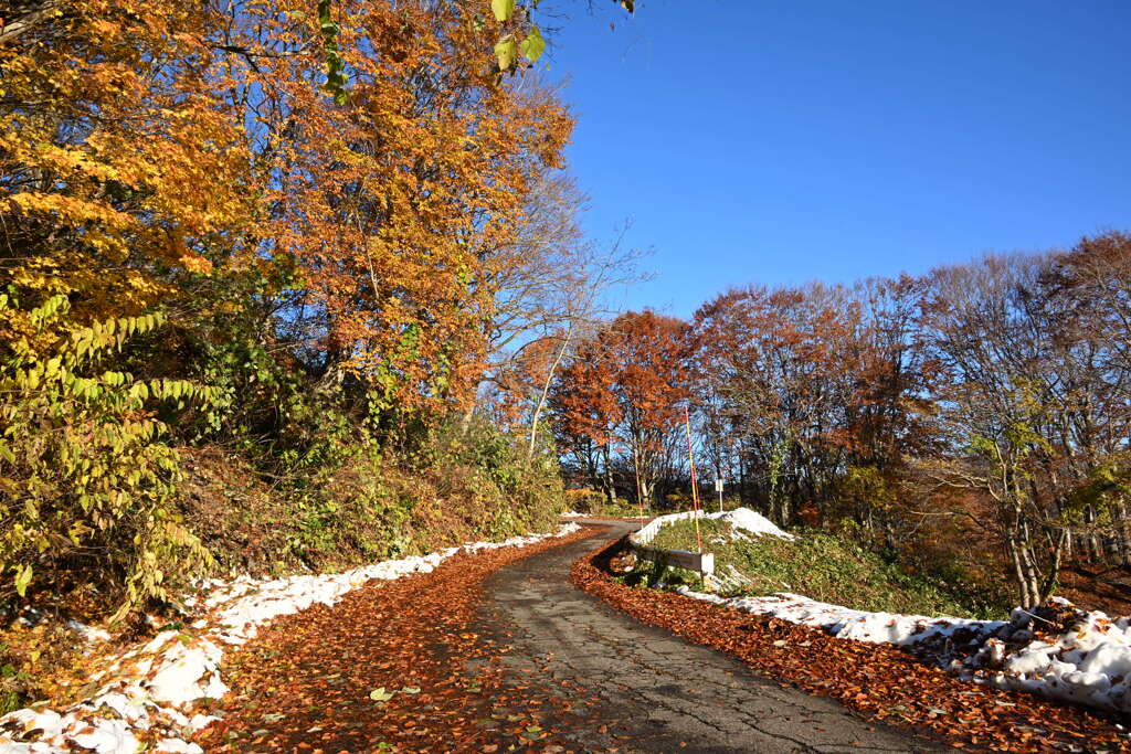 落ち葉の山道