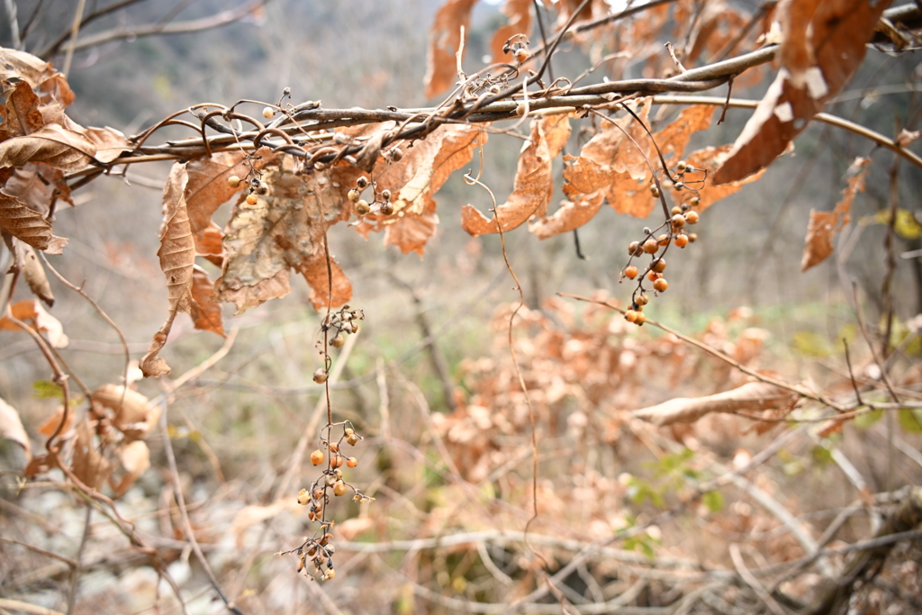 ヘクソカズラの実