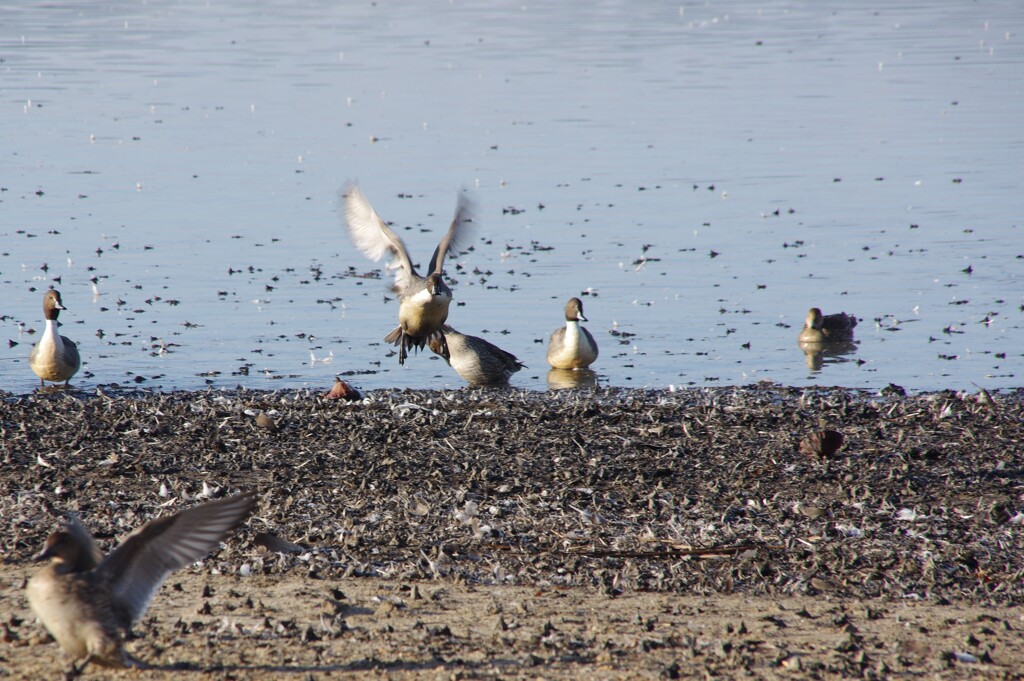 IMGP6963マガンの美しい姿