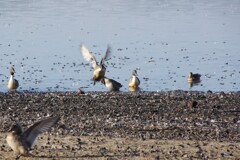 IMGP6963マガンの美しい姿