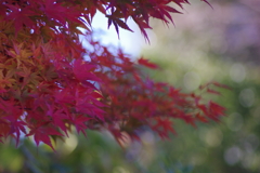 IMGP5207　松島の紅葉