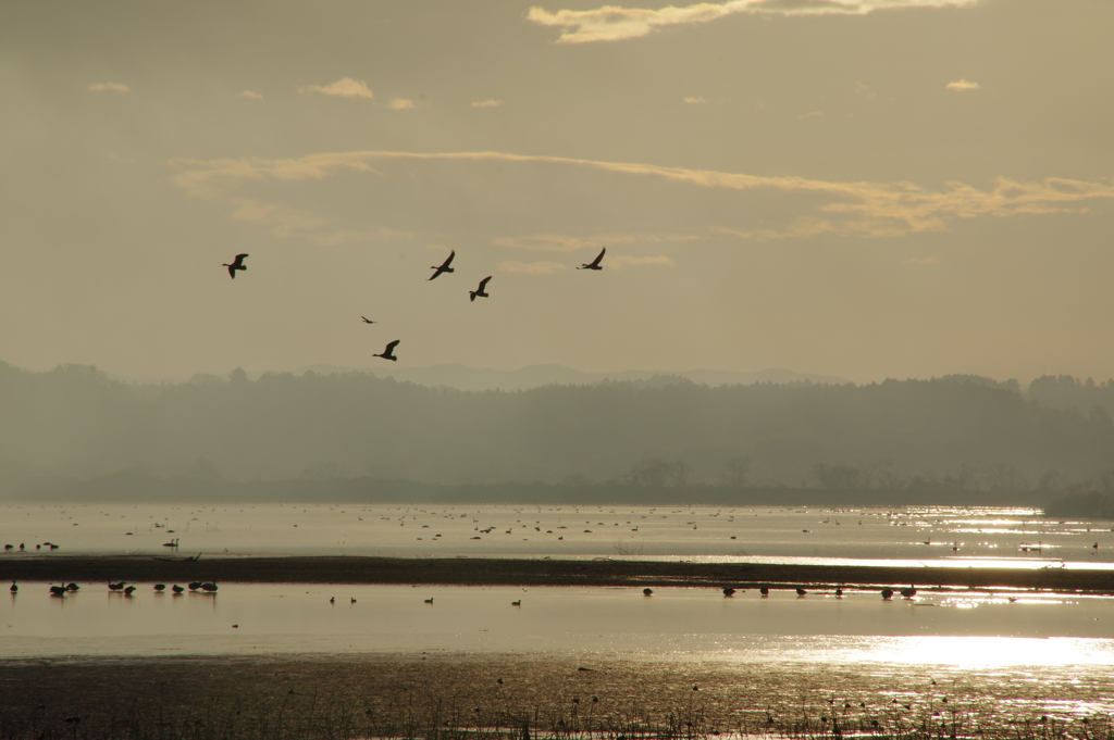 IMGP6873野鳥たちの楽園