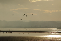 IMGP6873野鳥たちの楽園