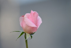 DSC_6704冬のバラ