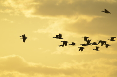 _DSC7139伊豆沼渡り鳥　朝の飛ぶ
