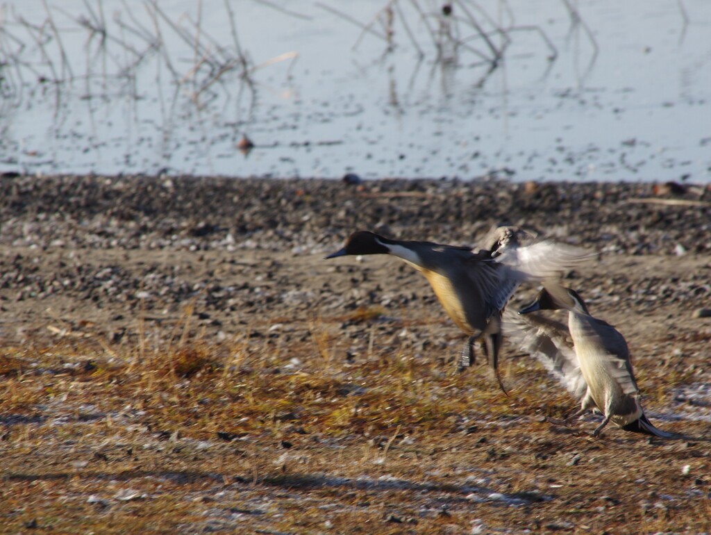 IMGP6973美しい離陸