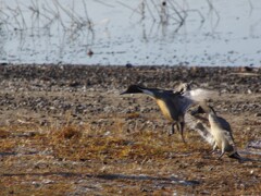 IMGP6973美しい離陸