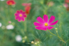 コスモス