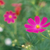 コスモス