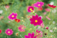 コスモス